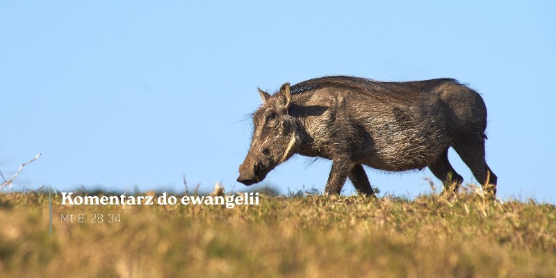 Komentarz do Ewangelii - 1 lipca 2026