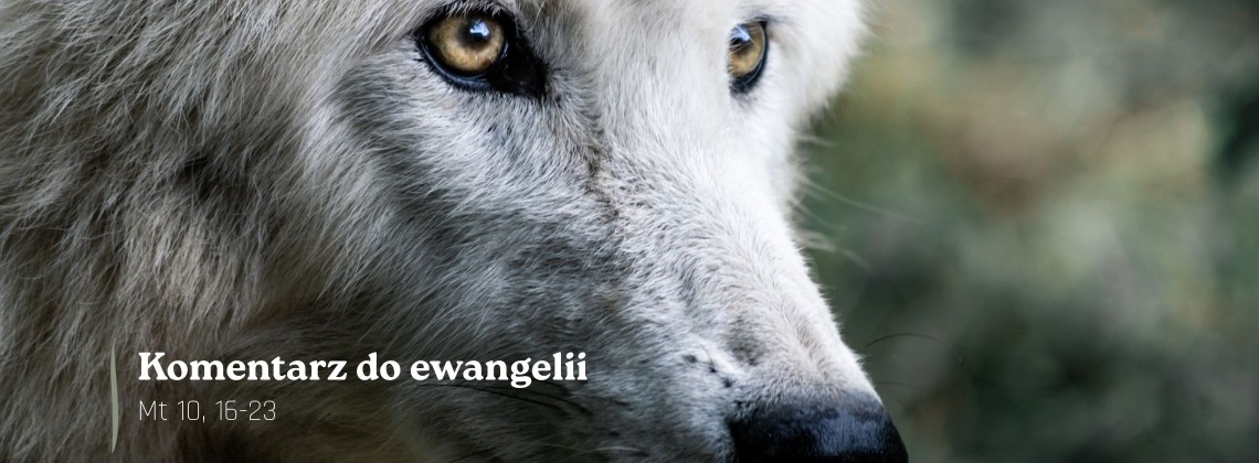 Komentarz do Ewangelii - 10 lipca 2026